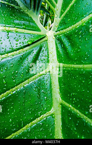 Makro Abstract in der Nähe von nassen Muster und Texturen von grünes Blatt Pflanze Hintergrund Stockfoto