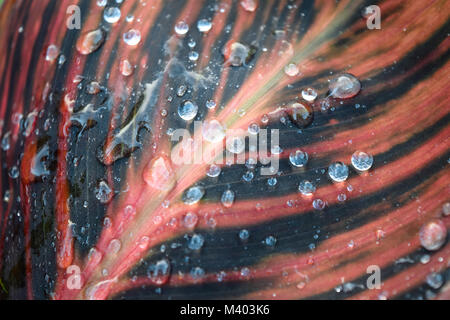 Wassertropfen auf ein buntes Blatt Stockfoto