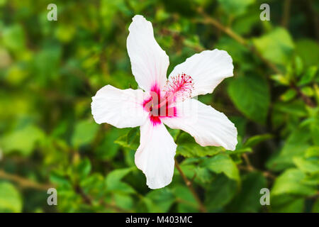 Schöne weiße big Hibiscus flower (Hibiscus rosa sinensis) auf grüne Natur Hintergrund. Hibiscus flower Jaswand Anlage. Tropische Hawaiian Hibiscus Stockfoto