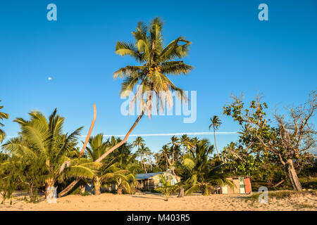 Vollmond hinter einer Kokospalme an einem tropischen Strand in Uoleva, Tonga Stockfoto