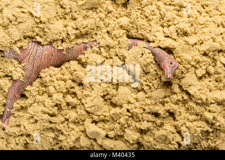 Brachiosaurus auf Sand Konzept der Tier ausgraben Stockfoto