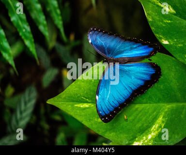 Morpho peleides Schmetterling, der blaue Morpho Peleides, gemeinsame Morpho oder der Kaiser Stockfoto