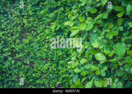 Schließen Sie die grünen Blätter auf Green Bush Zaun oder Grenze bei Garten im Freien. Stockfoto