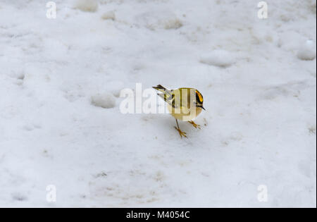 (Goldcrest Regulus Regulus) auf der Suche nach Essen Leckerbissen im Schnee Kington Herefordshire UK Stockfoto