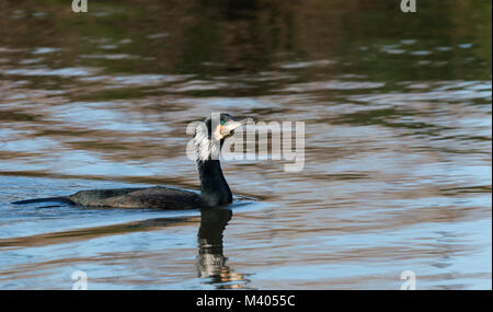 Kormoran kurz vor dem Start im Winter Stockfoto