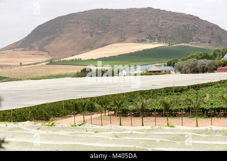 Riebeek Kasteel, Western Cape, Südafrika. Dezember 2017. Sommer Reben wachsen unter Kunststoff Netting, den Schutz von Vögeln und die Hitze Stockfoto