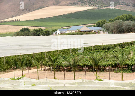 Riebeek Kasteel, Western Cape, Südafrika. Dezember 2017. Sommer Reben wachsen unter Kunststoff Netting, den Schutz von Vögeln und die Hitze Stockfoto