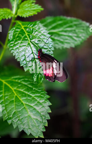 Parides iphidamas, die Iphidamas cattleheart buuterfly Stockfoto