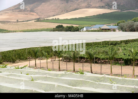 Riebeek Kasteel, Western Cape, Südafrika. Dezember 2017. Sommer Reben wachsen unter Kunststoff Netting, den Schutz von Vögeln und die Hitze Stockfoto