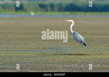 Graureiher (Ardea cinerea) auf der Suche nach Nahrung auf dem Wasser Vegetation Stockfoto