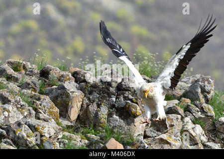 Schmutzgeier (Neophron percnopterus) Landung auf Berge Stockfoto