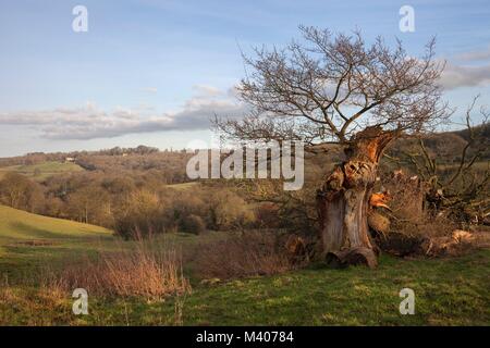 Cotswold Landschaft im Winter mit alten knorrigen Eiche. Stockfoto