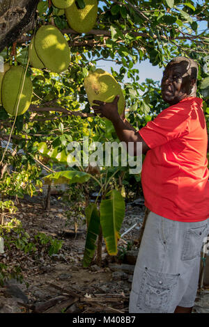 Mann in Rot top Kommissionierung Obst aus einer Jackfruit Cluster auf Baum in Jamaica, West Indies, Karibik Stockfoto