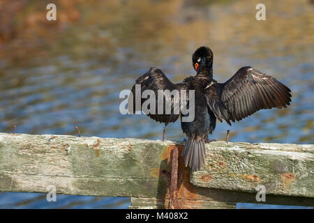 Rock Shag (Phalacrocorax Magellanicus) an der Küste des Schlachtkörpers Insel auf den Falklandinseln Stockfoto