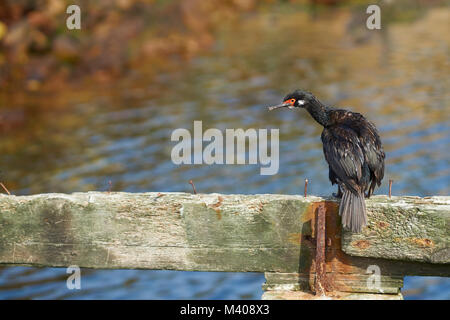 Rock Shag (Phalacrocorax Magellanicus) an der Küste des Schlachtkörpers Insel auf den Falklandinseln Stockfoto