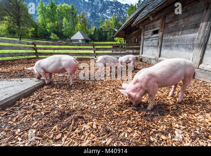 Lifestyle aus verschiedenen Zeiten und verschiedenen Teilen der Schweiz im Freilichtmuseum Ballenberg. Schweine und Ferkel im Hof Stockfoto