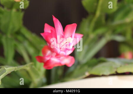 Weihnachtskaktus Stockfoto