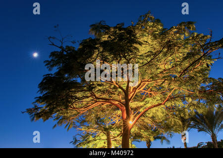 Bild von Bäumen und Palmen in einem warmen Land. Hintergrundbild Stockfoto