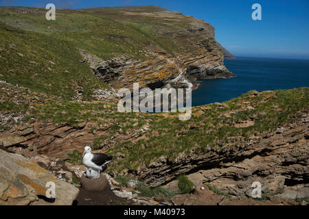 Schwarz der tiefsten Albatross (Thalassarche melanophrys) sitzen auf die Küken in einem Nest auf den Klippen von West Point Island in den Falkland Inseln. Stockfoto