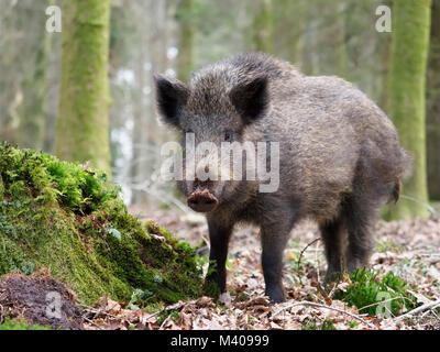 Wildschwein, Sus scrofa, einzelner Tiere, Wald von Dean, Gloucestershire, Februar 2018 Stockfoto