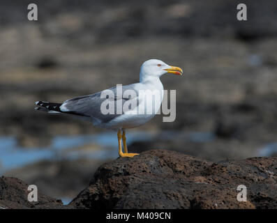 Erwachsene Gelb Legged Gull (Larus michahellis) saß auf einem vulkanischen Felsen auf der Insel Fuerteventura. Stockfoto