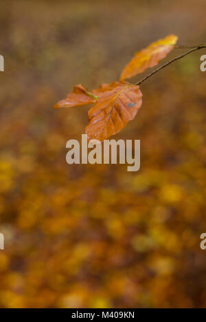 Buchenblatt im Herbst Stockfoto