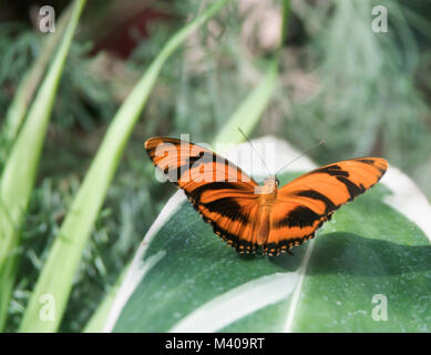 Makro Aufnahmen von Monarch butterfly sitzen auf ausgedehnte Blatt mit bunten Flügel erweitert. Schmetterling spielen im Schatten sowie in Licht. Stockfoto