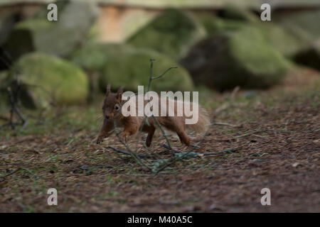 Red squirrel, Sciurus vulgaris, Running Wild, Sitzen, Springen, in Pinien, im Winter, Cairngorm National Park. Stockfoto
