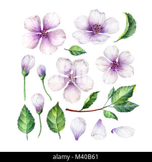 Satz, Sammlung von Apple Blumen, Blüten und Blätter auf weißem Hintergrund. Stockfoto