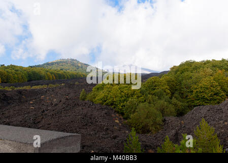 Vegetation wächst auf den schwarzen Boden der Ätna, Sizilien, Italien Stockfoto