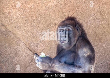 Eine maßgebliche, beherrschende Silverback Gorilla Kollegen in die Weite seiner Gruppe zu schützen. Stockfoto