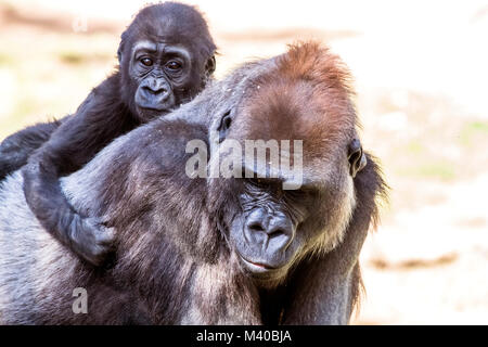 Eine weibliche Silverback Gorilla mit ihrer jungen Nachwuchs zeigt die Bindung zwischen Mutter und Kind. Stockfoto