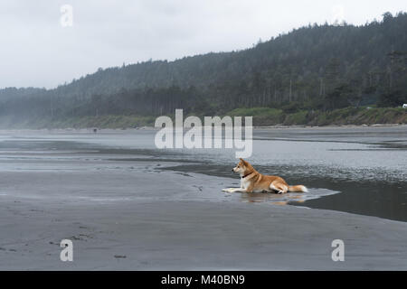 Ein roter und weißer Husky Malamute Schäferhund Mischling Hund in den Sand legt auf der Oregon Küste Stockfoto