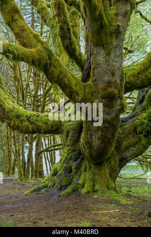 Ein Moos bedeckt Baum im Olympic National Park, Washington Stockfoto