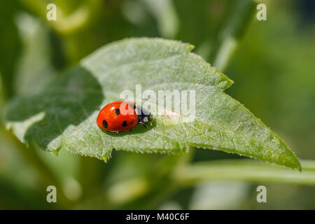 Rote und schwarze Dame Käfer sitzen auf einem Blatt. Nepal. Stockfoto