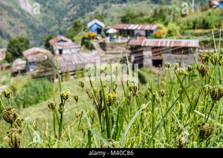 Fingerhirse wachsen im Feld in einem Bergdorf im Himalaya. Nepal Stockfoto