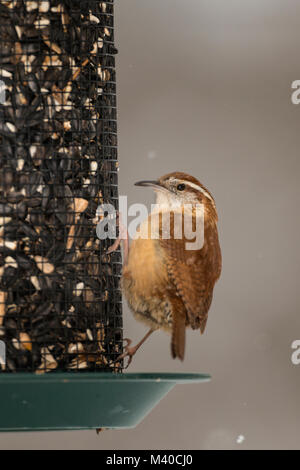 Carolina Wren auf Saatgut Einzug. Stockfoto