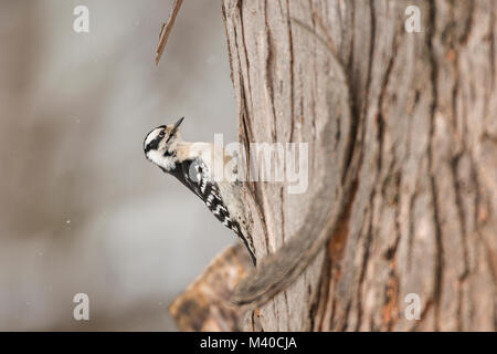 Weibliche Downy Woodpecker auf Baumstamm. Stockfoto