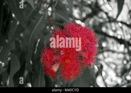 Wattle gum Blume Stockfoto