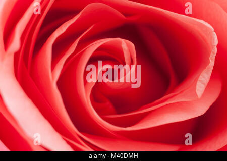 Nahaufnahme von rosa Rose, Ansicht von oben Stockfoto