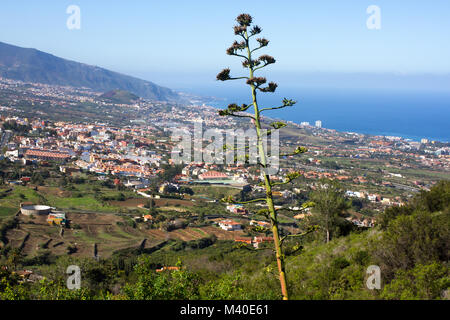 Blühende Agave americana gegen die Stadt und das Meer. LA Orotava Tal auf den Kanarischen Inseln, Spanien. Stockfoto