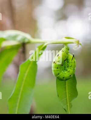 Bild von Hawk Moth Caterpillar Daphnis nerii, Schwärmer auf Blätter Insekt Stockfoto