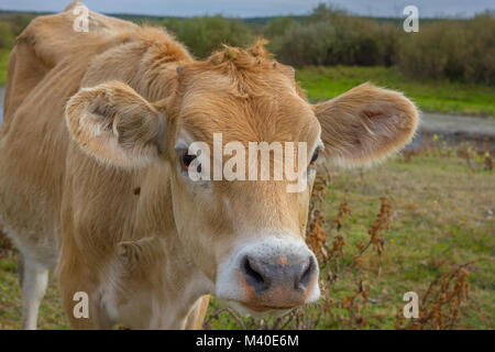 Kalb Gesicht, selektiven Fokus Stockfoto