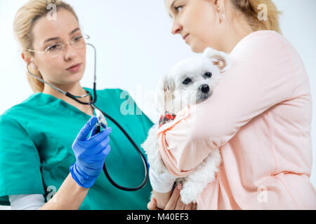 Hund holded vom Eigentümer wird von weiblichen Tierarzt geprüft Stockfoto