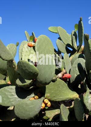 Opuntia (Kaktusfeigen) wachsende in Korfu, Griechenland Stockfoto