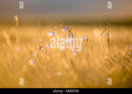 Bluebell Wildblumen in einer Wiese in Alberta, Kanada Stockfoto