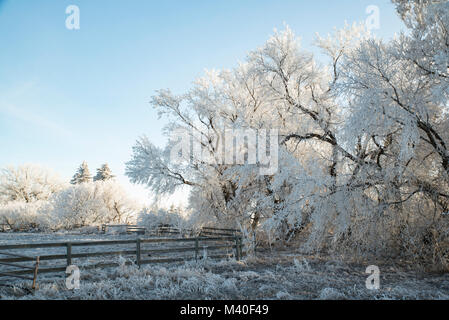 Alberta, Kanada. Frost auf Bäume und Weide Gräser auf einer Wiese winter Morgen. Stockfoto