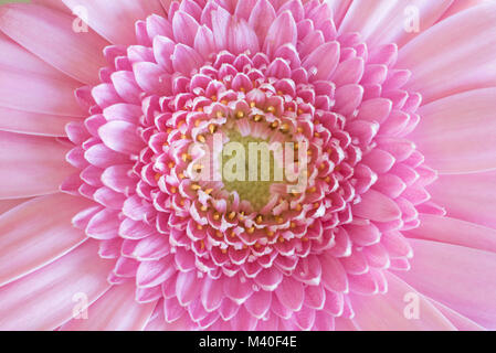 Nahaufnahme des Zentrum von Rosa Gerbera Daisy, Ansicht von oben Stockfoto