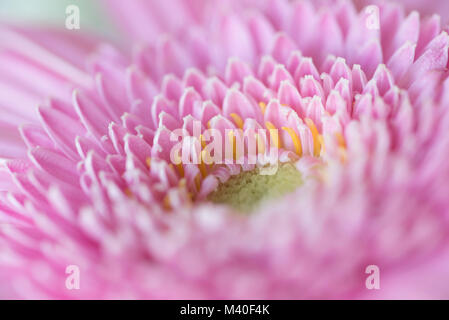 Nahaufnahme des Zentrum von Rosa Gerbera Daisy, Schrägansicht Stockfoto