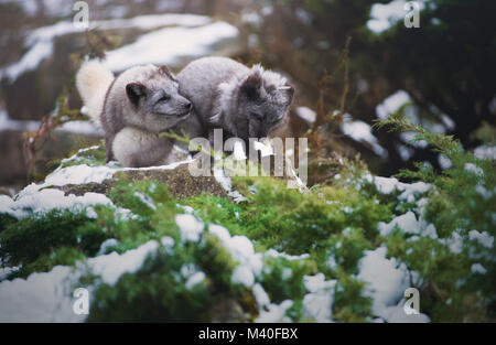 Zwei spielende Cute grau beschichtet Polarfüchse. Stockfoto